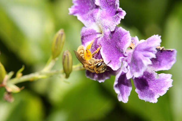 Baby bee pollination stock photo