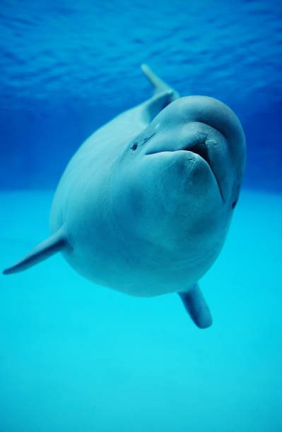 Baby Beluga Whale Swimming in Aquarium  beluga whale stock pictures, royalty-free photos & images