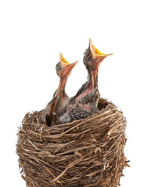 Baby birds hungry for dinner "A birdaas nest with two American Robin chicks, begging for food,  isolated on a white background" bird's nest stock pictures, royalty-free photos & images