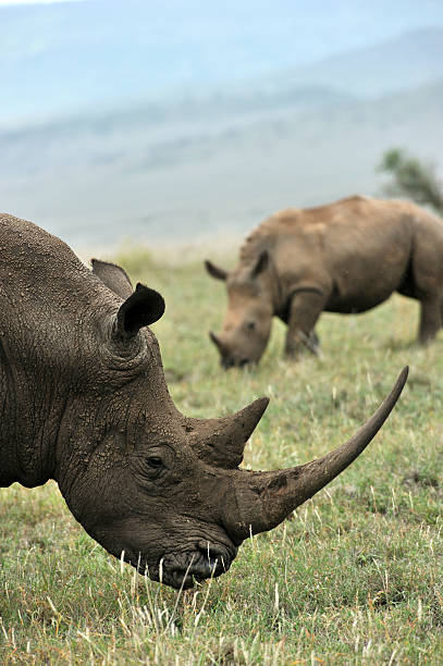 Baby Black Rhino and mother stock photo