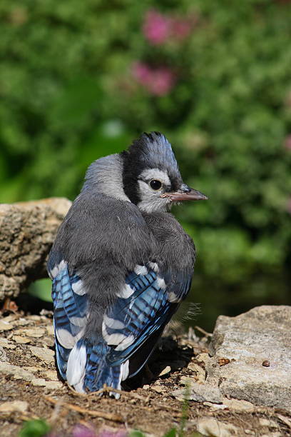 Best Baby Blue Jays Stock Photos, Pictures & Royalty-Free ...