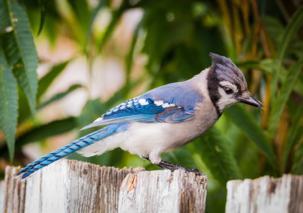 Best Baby Blue Jays Stock Photos, Pictures & Royalty-Free ...
