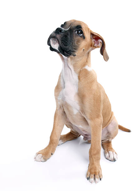 Baby boxer dog looking up on white background baby boxer looking up like he is thinking or expecting something boxer puppy stock pictures, royalty-free photos & images