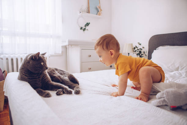 Baby boy try to catch cat stock photo