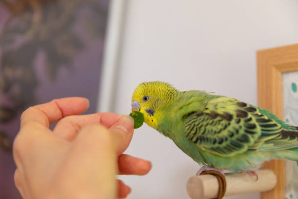 Baby budgie eating from human hand stock photo
