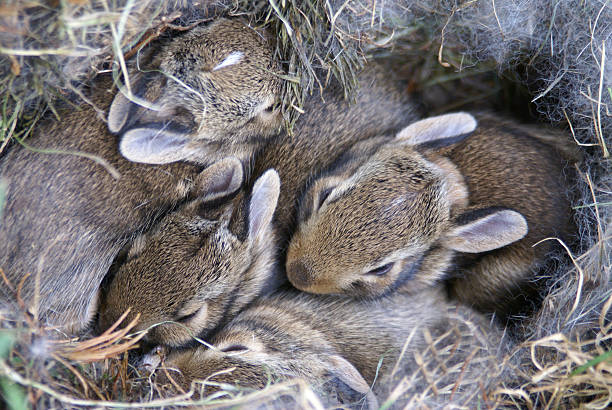 Baby Bunnies Huddled in Their Nest stock photo