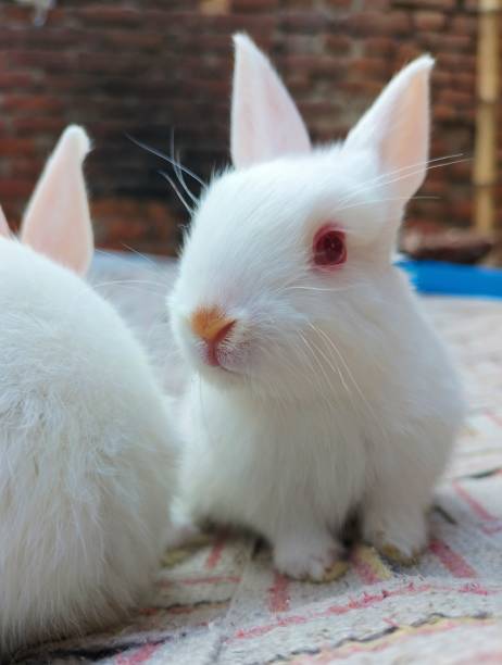 Baby bunny stock photo