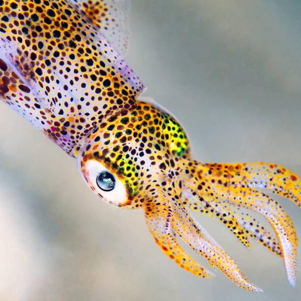 Baby Calamari Squid Closeup in the Ocean stock photo