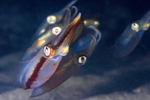 Baby Calamari Squid Closeup In the Ocean stock photo