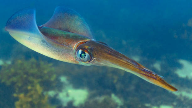A Baby Calamari Squid Closeup in the Ocean stock photo
