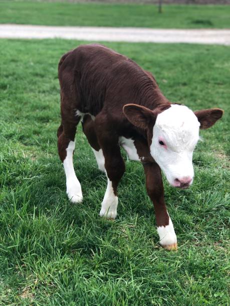 Baby Calf stock photo