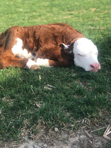 Baby calf stock photo