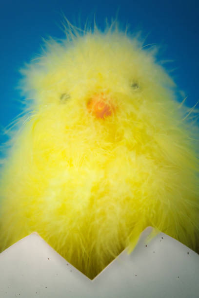 Baby chick  easter sunday stock pictures, royalty-free photos & images