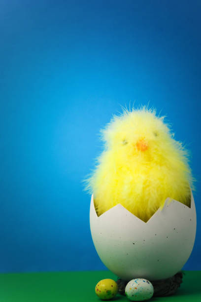 Baby chick  easter sunday stock pictures, royalty-free photos & images