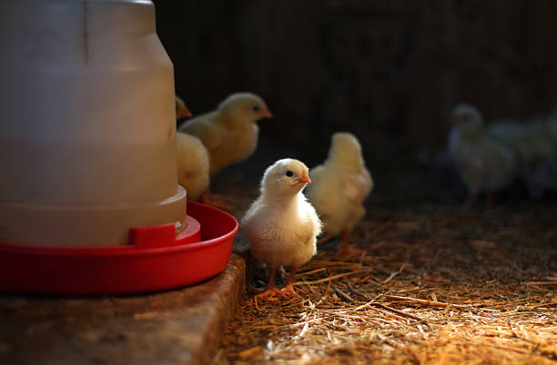 Baby Chick stock photo