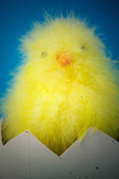 Baby chicked  easter sunday stock pictures, royalty-free photos & images