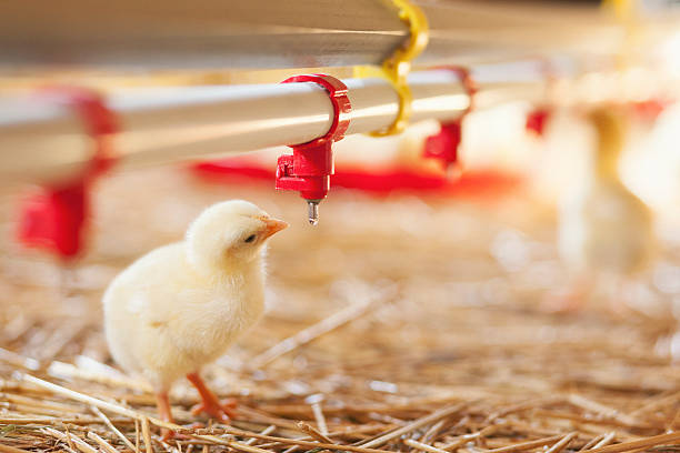 Baby chicken at the farm drinking water stock photo