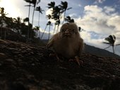istock Baby Chicken during Sunset in Spring at Hikinaakala Heiau in Wailua on Kauai Island, Hawaii. 1316565181