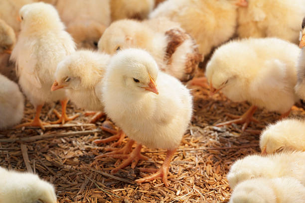 Baby chicken in poultry farm stock photo