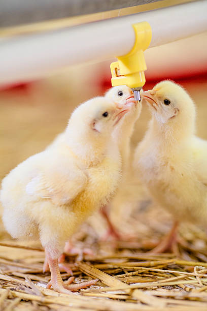 Baby chickens drinking water stock photo