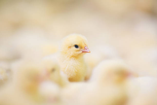 Baby chicks at farm stock photo