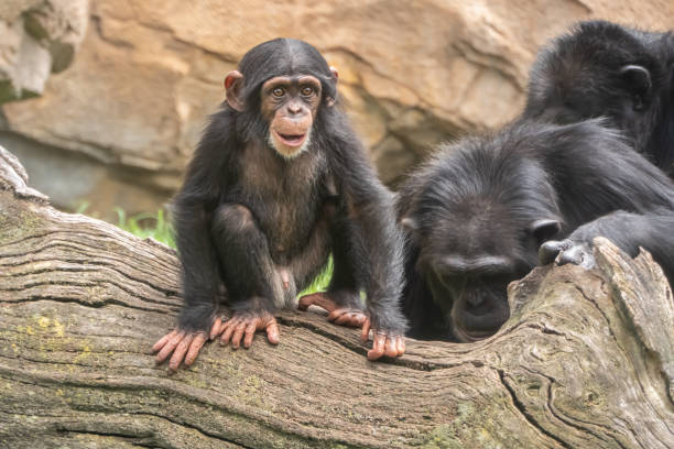 Baby chimpanzee (Pan troglodytes), a great ape native to the forests and savannahs of tropical Africa., and humans' closest living relatives. stock photo