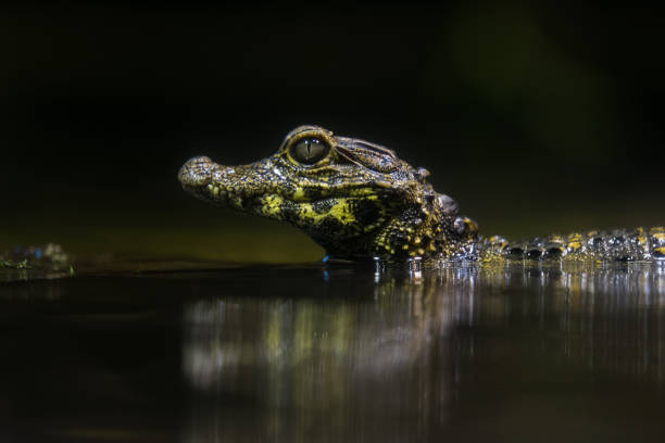 Baby Cuvier's Dwarf Caiman sitting on a log stock photo