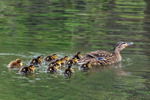 Baby Ducks with their Mom stock photo