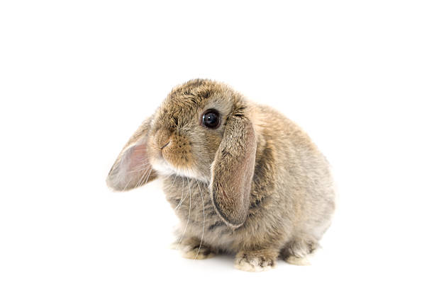 baby dwarf lop ear rabbit. - dwarf rabbit bildbanksfoton och bilder