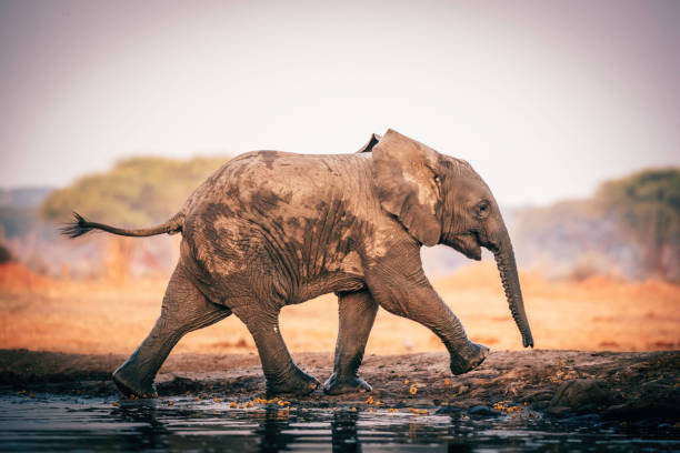 Baby elephant at the waterhole, Senyati Safari Camp, Botswana stock photo