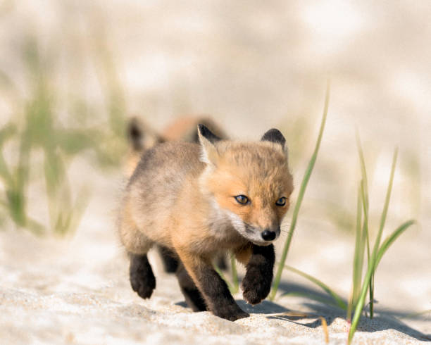 Baby Fox, Kit, in Nature stock photo