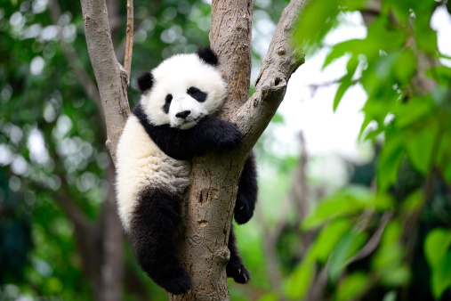 Twin baby pandas climbing trees and playing