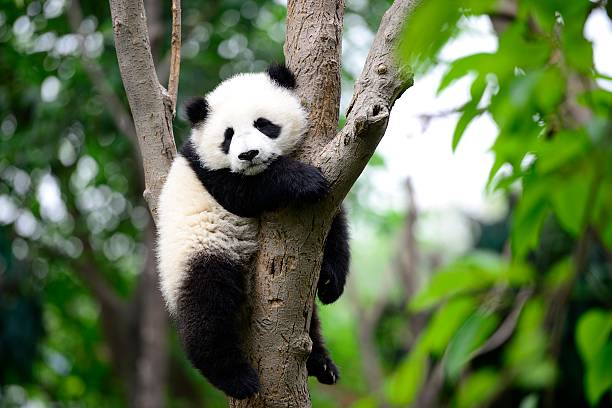 bébé panda géant sur l'arbre - panda photos et images de collection