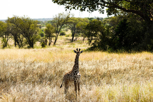 Baby giraffe staring at the camera in the Serengeti, Tanzania stock photo
