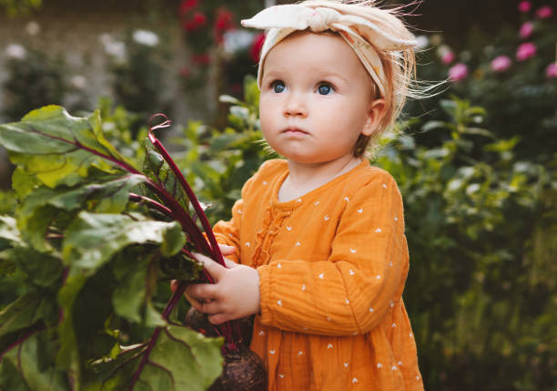 Baby girl holding beetroot healthy lifestyle organic vegan food eating vegetables child in garden home grown plant based diet nutrition stock photo