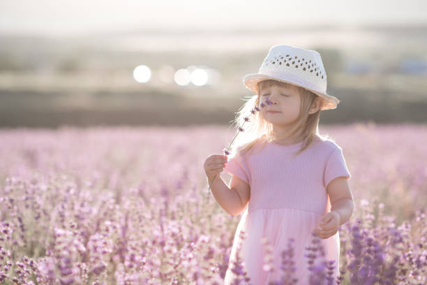 Baby girl walk in lavender field with flowers outdoors stock photo