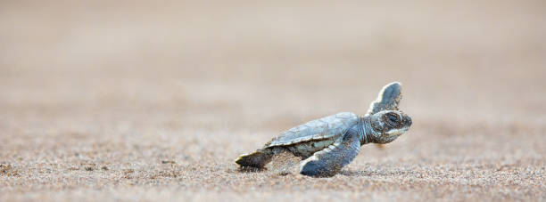 una tartaruga marina verde bambino si corrono attraverso la spiaggia per raggiungere la sicurezza dell'oceano - tartarughe foto e immagini stock