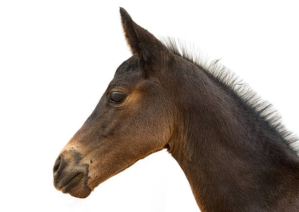 baby horse isolated - foal isolated bildbanksfoton och bilder