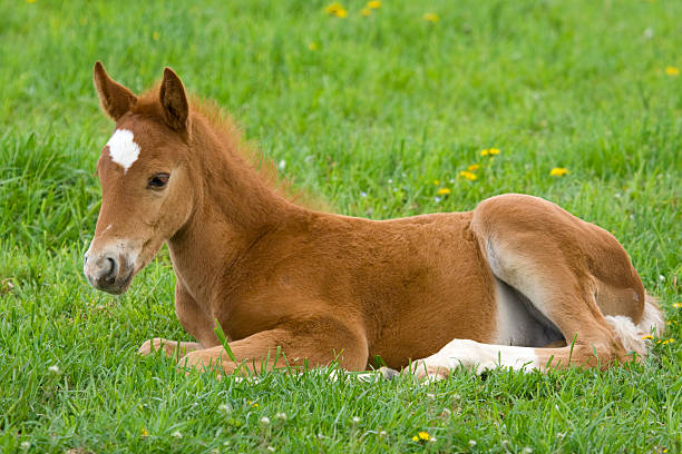 a baby horse laying down in green grass - foal bildbanksfoton och bilder