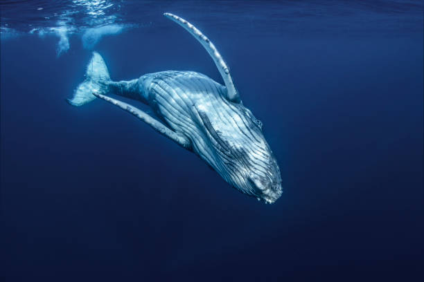 A Baby Humpback Whale Plays Near the Surface In Blue Water stock photo