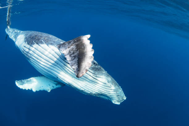 Baby Humpback Whale Waving Fin In Blue Water stock photo