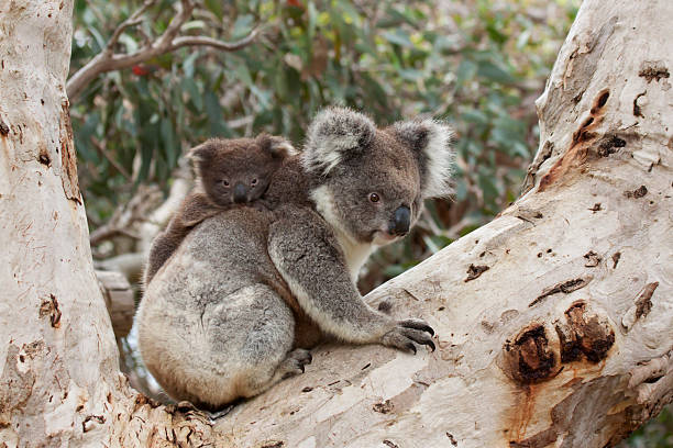 Baby Koala on Mother's Back stock photo