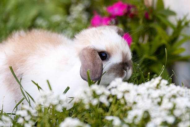 baby lop - dwarf rabbit bildbanksfoton och bilder