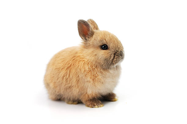 baby netherland dwarf rabbit - dwarf rabbit isolated bildbanksfoton och bilder