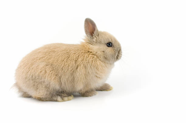 baby of netherland dwarf - netherland dwarf rabbit bildbanksfoton och bilder
