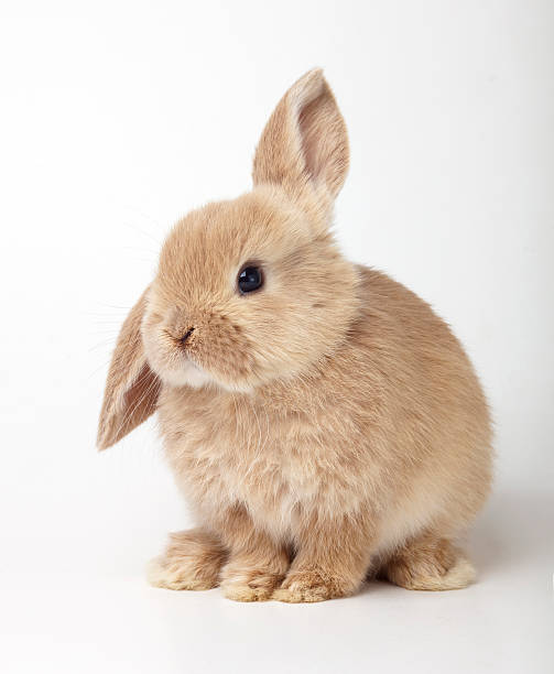 Baby of orange rabbit on white background stock photo