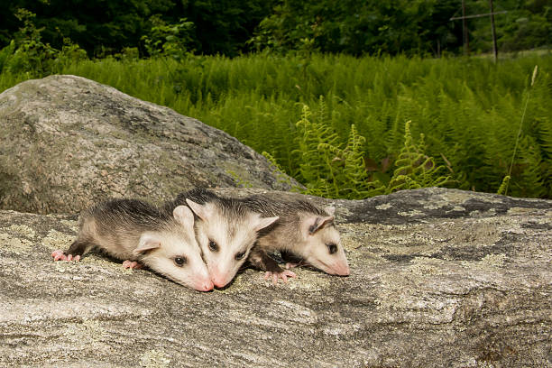 Baby Opossum Three baby Opossum crawling on a rock in the woods. common opossum stock pictures, royalty-free photos & images
