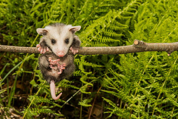 Baby Opossum A baby Opossum hanging from a branch. common opossum stock pictures, royalty-free photos & images