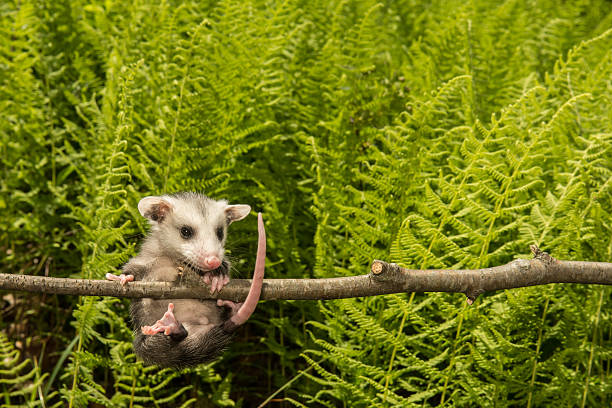 Baby Opossum A baby Opossum hanging from a branch in the woods. common opossum stock pictures, royalty-free photos & images