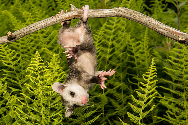 Baby Opossum A baby Opossum hanging by his tail. common opossum stock pictures, royalty-free photos & images